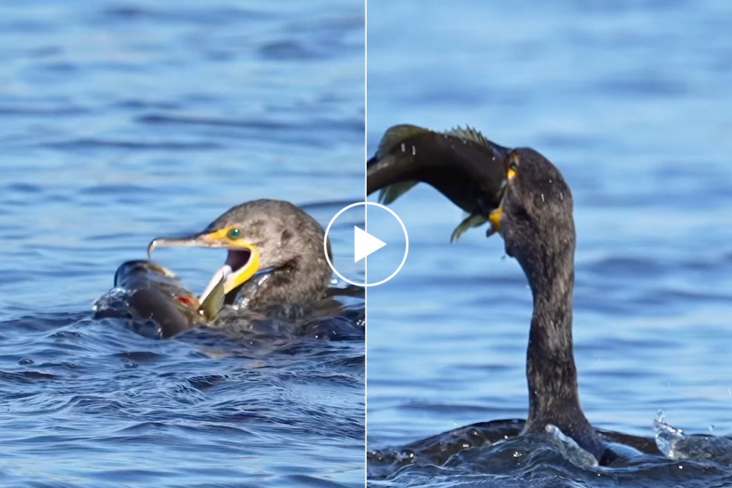 Cormorant catches and eats a largemouth bass