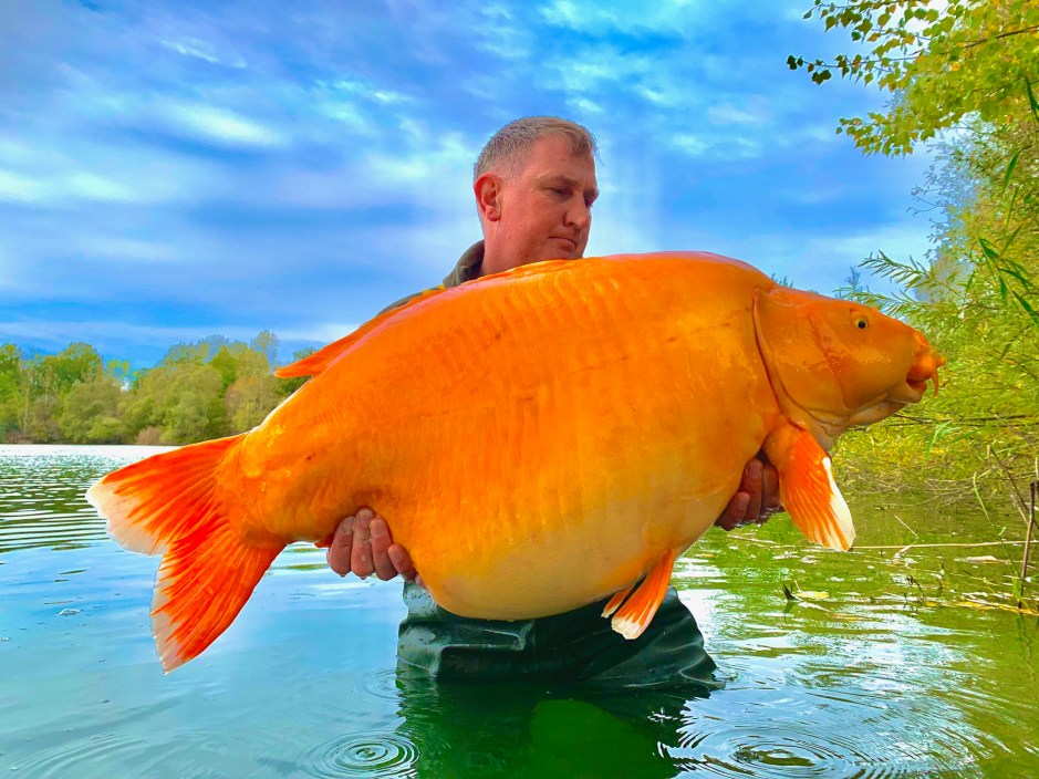 Angler Andy Hackett with one of the world's biggest goldfish