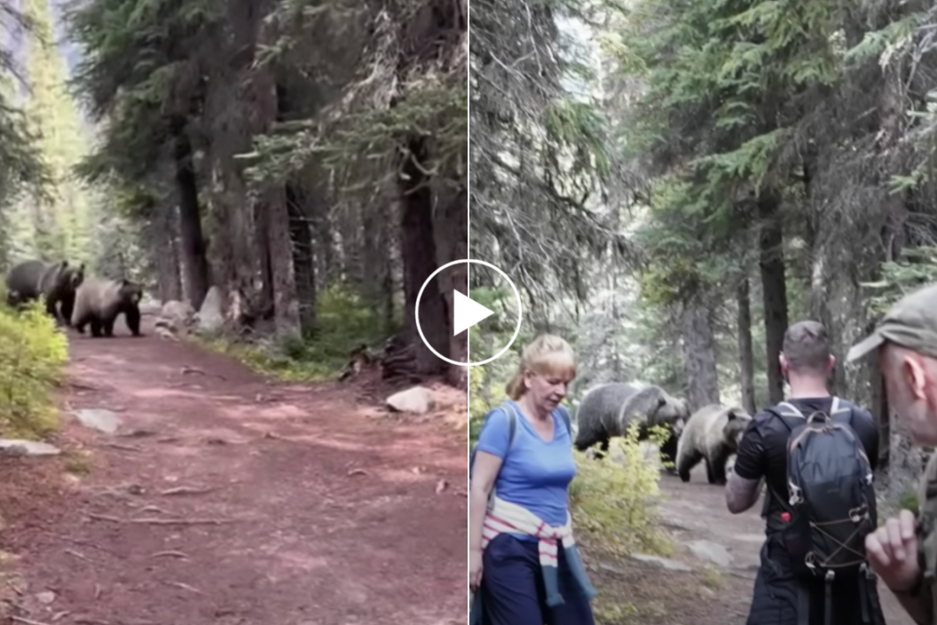 Grizzlies follow hikers on trail