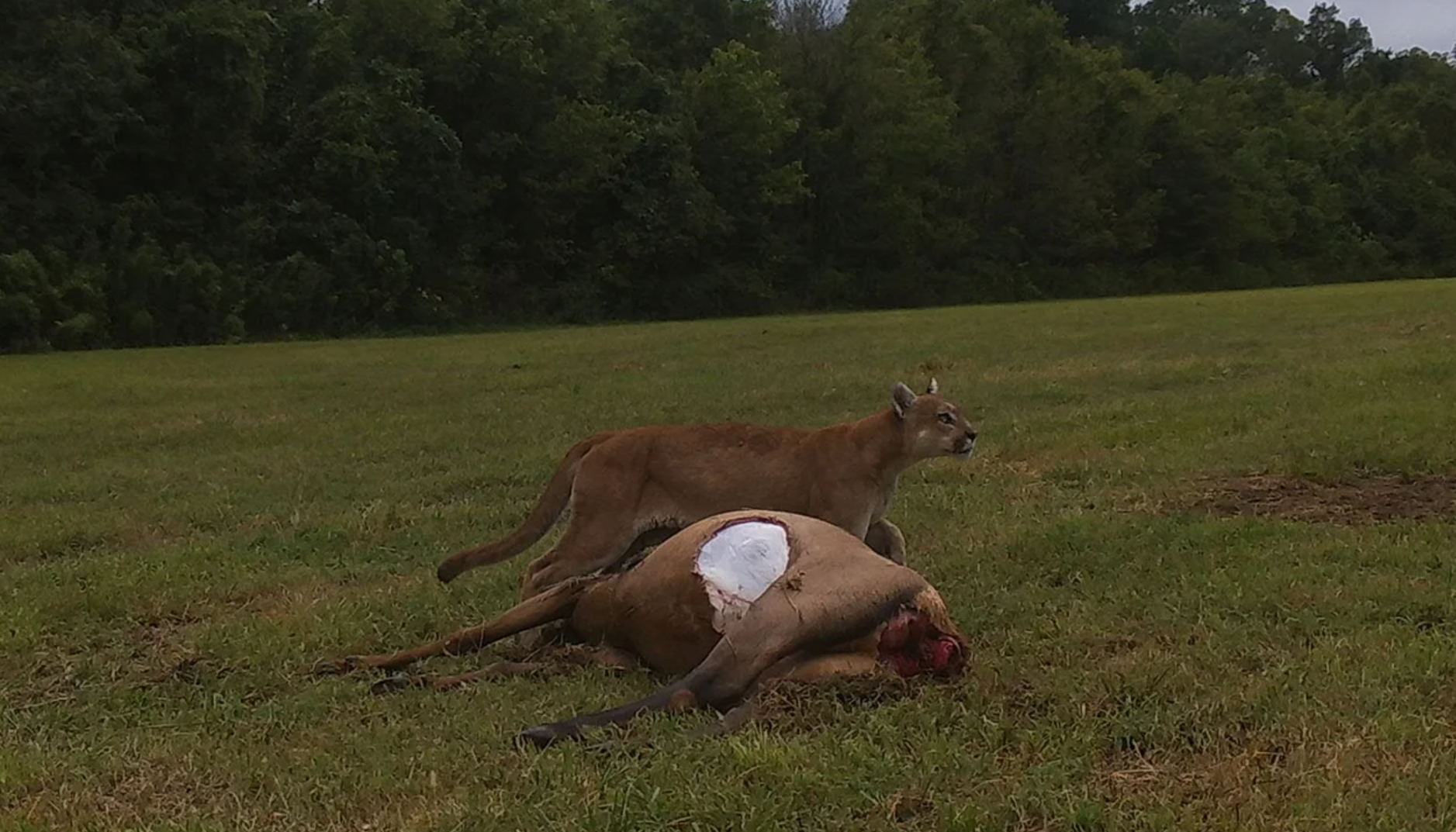 missouri mountain lion eating elk carcass