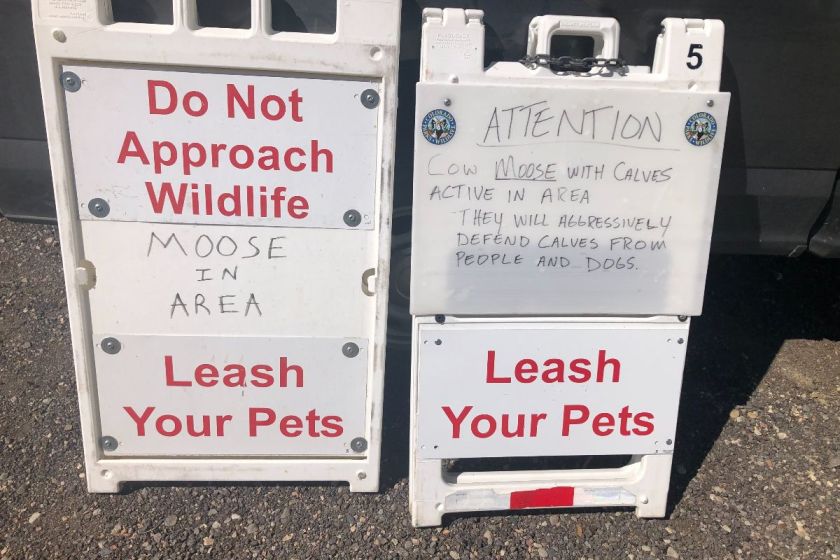 Signs placed near South Saint Vrain Trailhead warning visitors of moose in area