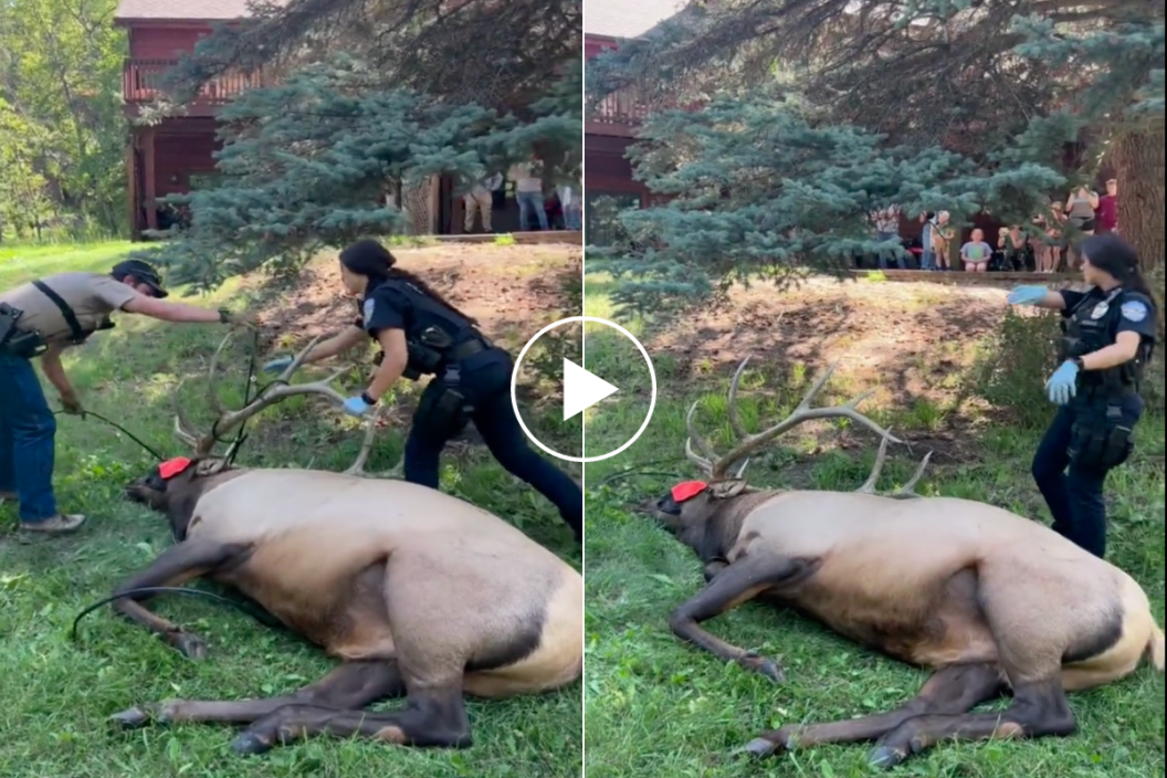 elk tangled in cables
