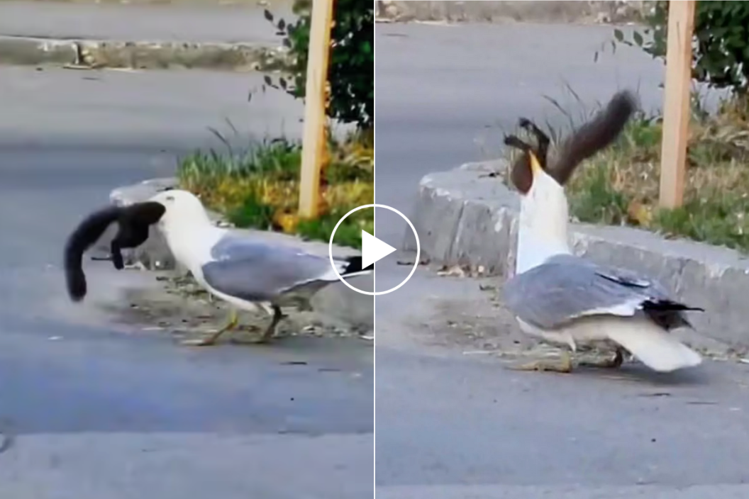 Seagull eats a squirrel