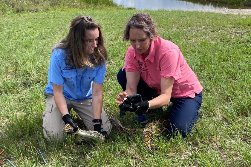 Two women capture an invasive python in Florida.