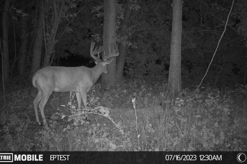 Moultrie Mobile trail cam picture