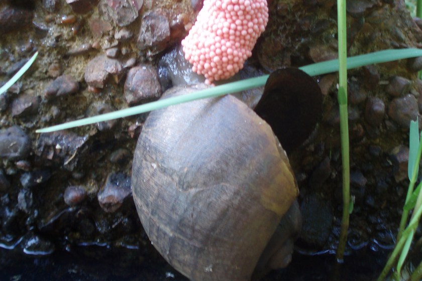 Invasive apple snail and it's eggs