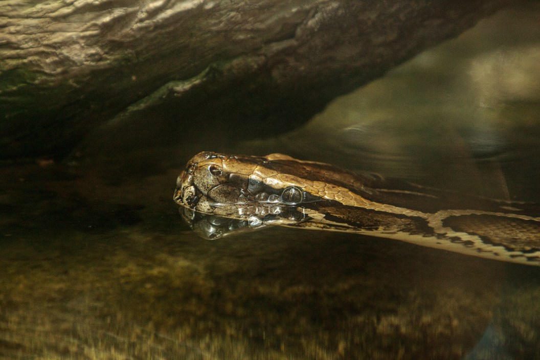 Burmese python Python bivittatus snake swims in the water in a marsh in the Florida Everglades.