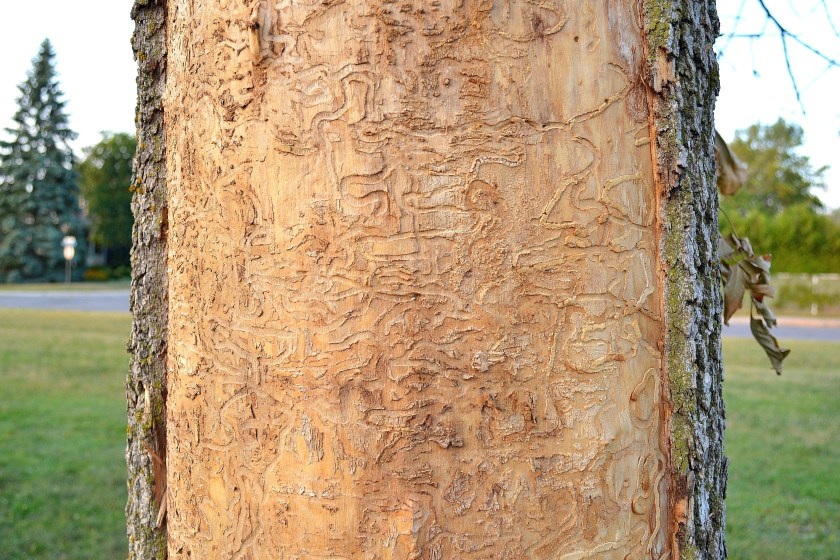Damage from emerald ash borers.