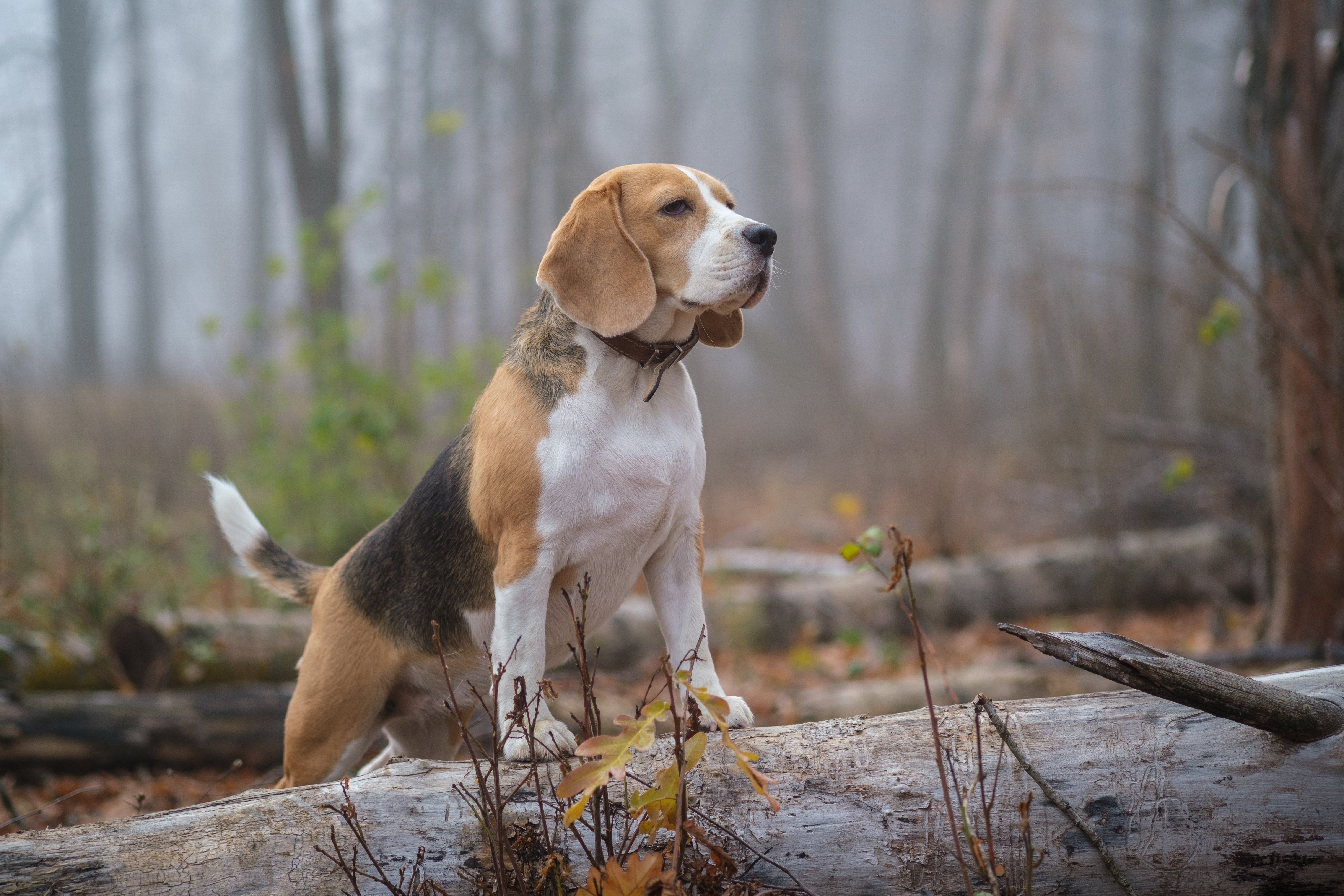 The TRAKR app connects trackers and their hunting dogs with hunters.