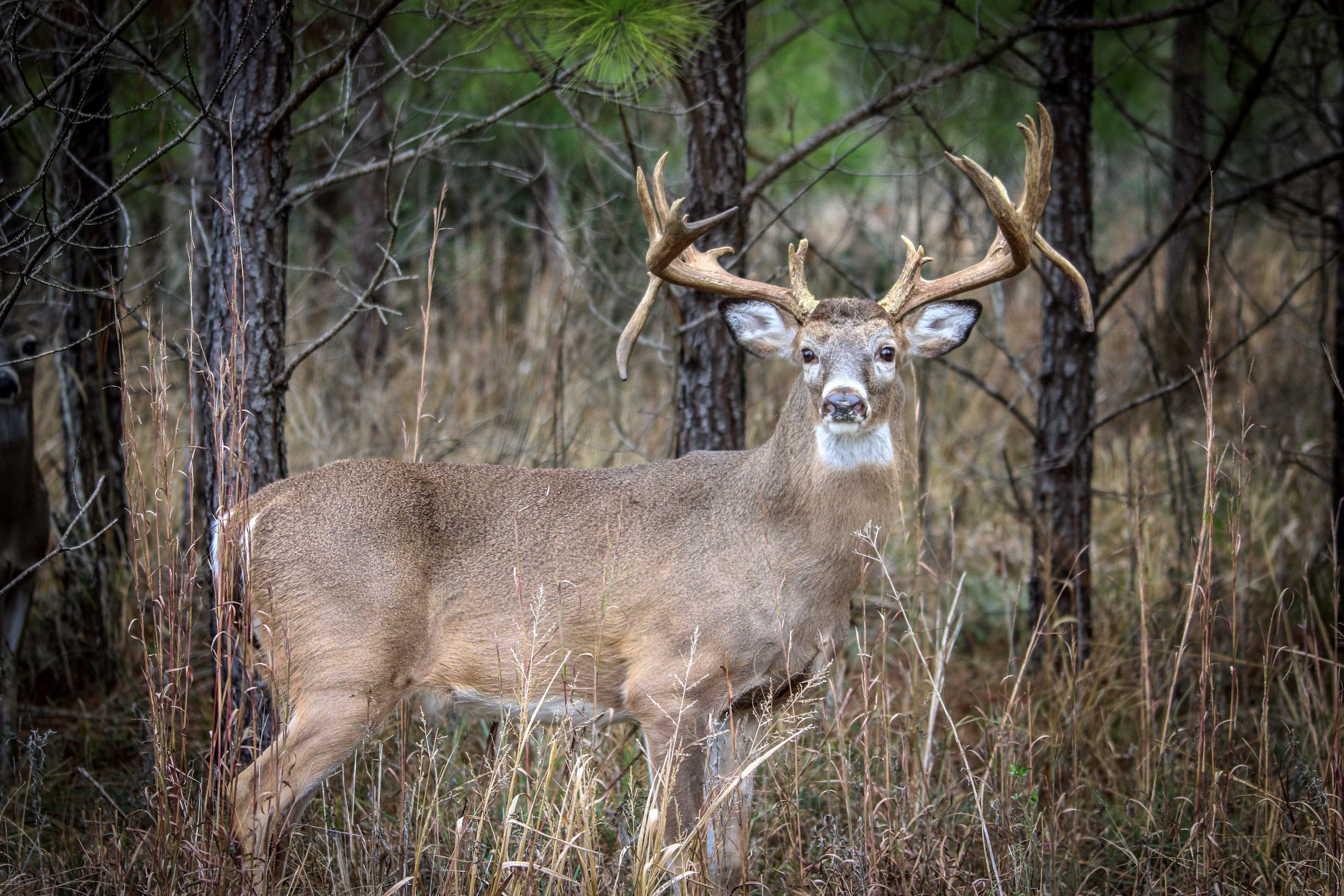 A huge atypical buck with drop tines.