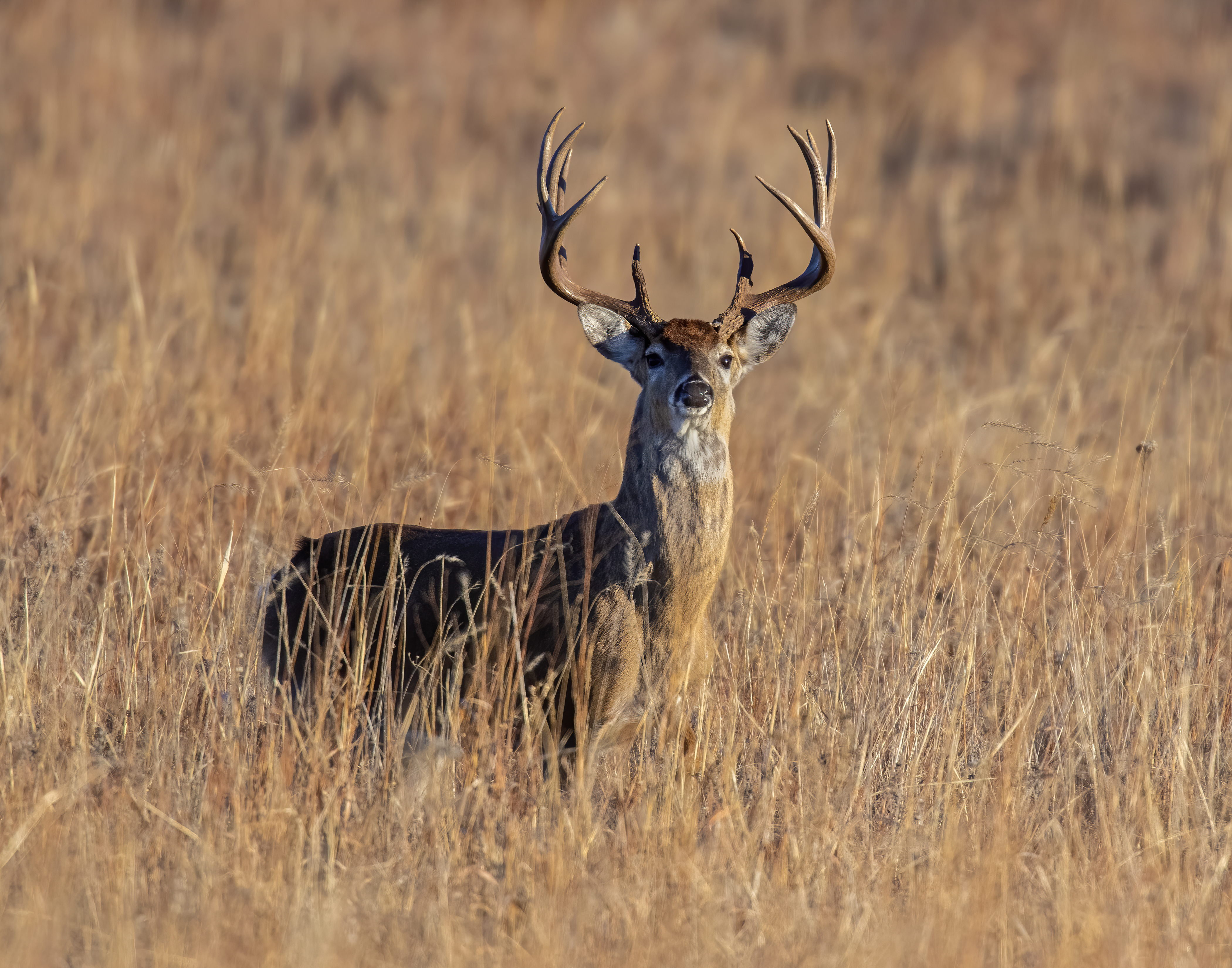 White-tailed Deer Buck