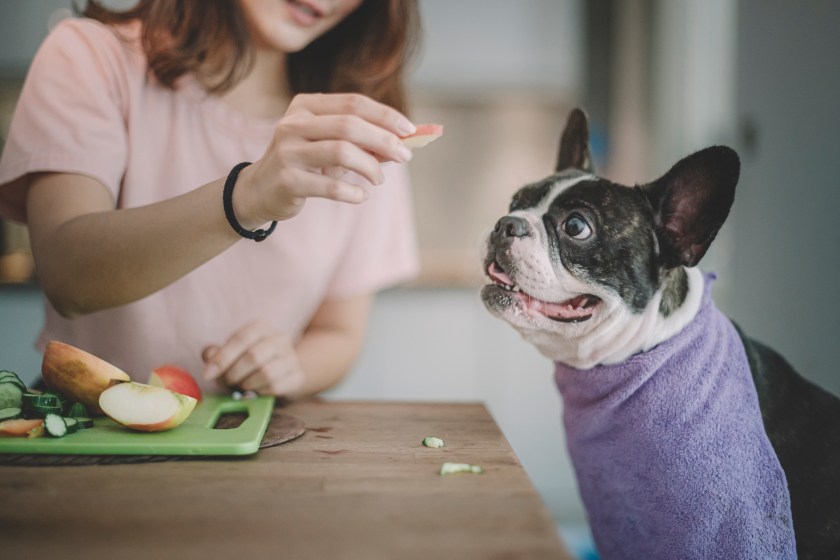 asian chinese beautiful woman talking to her pet french bulldog at the kitchen counter who is waiting for his pet owner to feed and stick out tongue