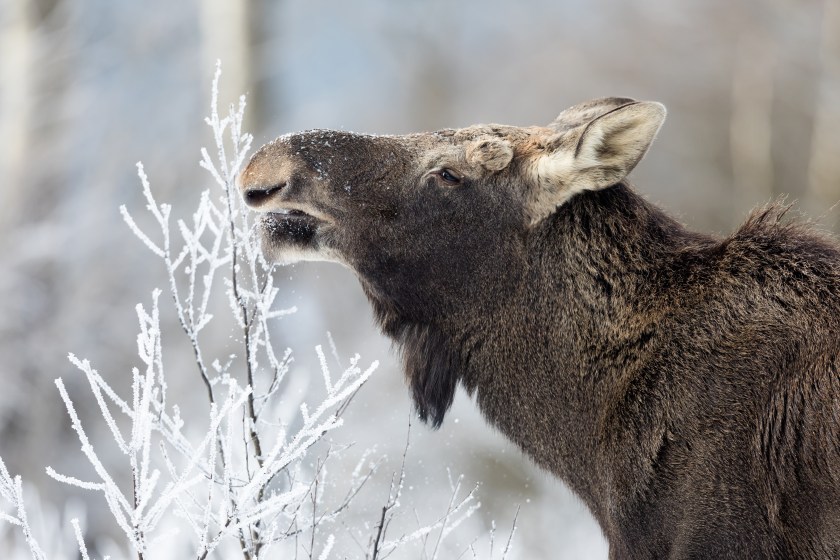 moose in winter
