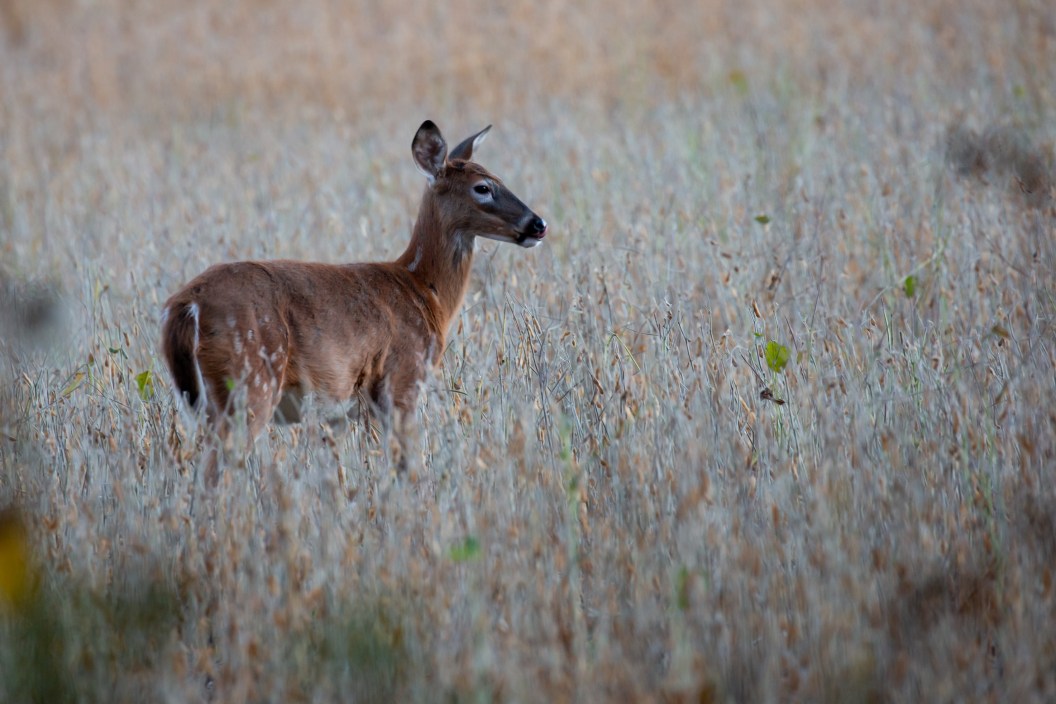 white tail deer in field