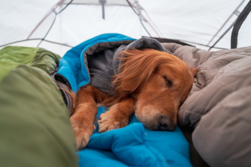 Golden retriever sleeping in a tent
