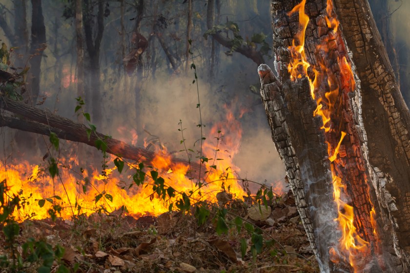 Wildfire disaster in tropical forest caused by human.