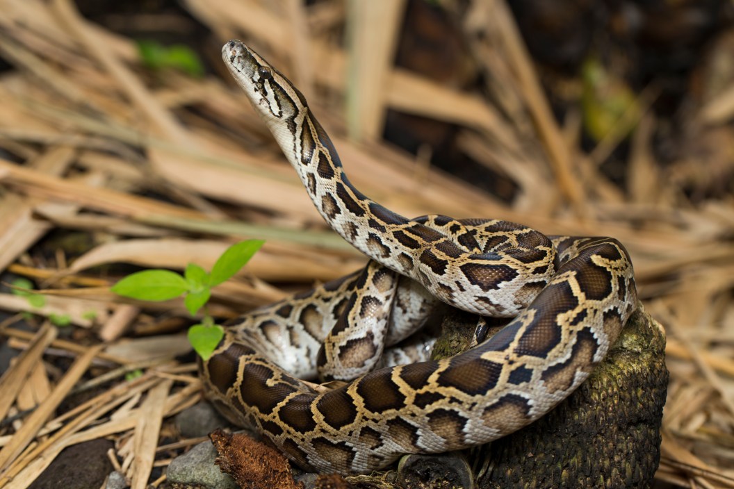 Snake Burmese Python molurus bivittatus in the wild