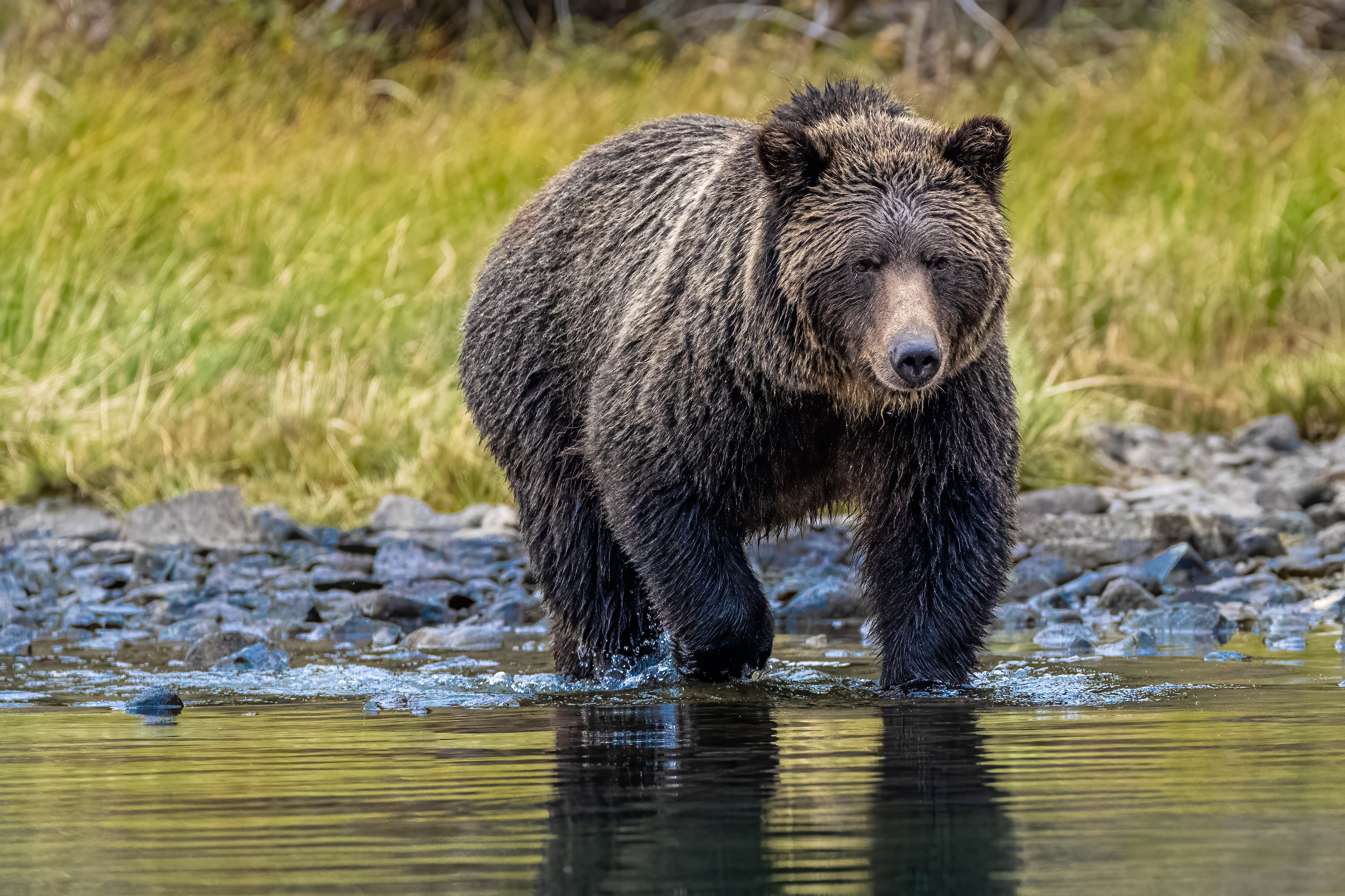 Grizzly bear in Alberta Canada