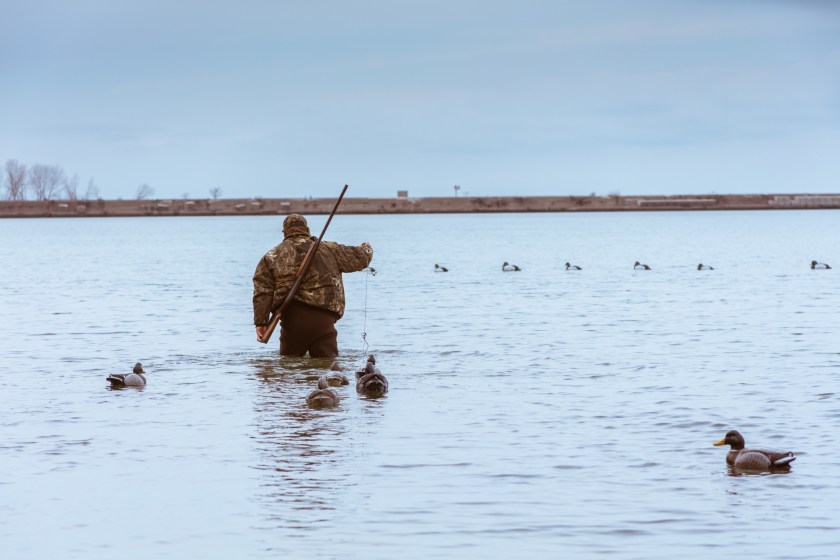 A duck hunter carries his duck decoys into position.