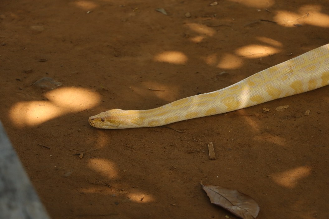 The yellow python we see most often is the Burmese python or Python bivitattus. This type of snake is one of the five largest snakes in the world