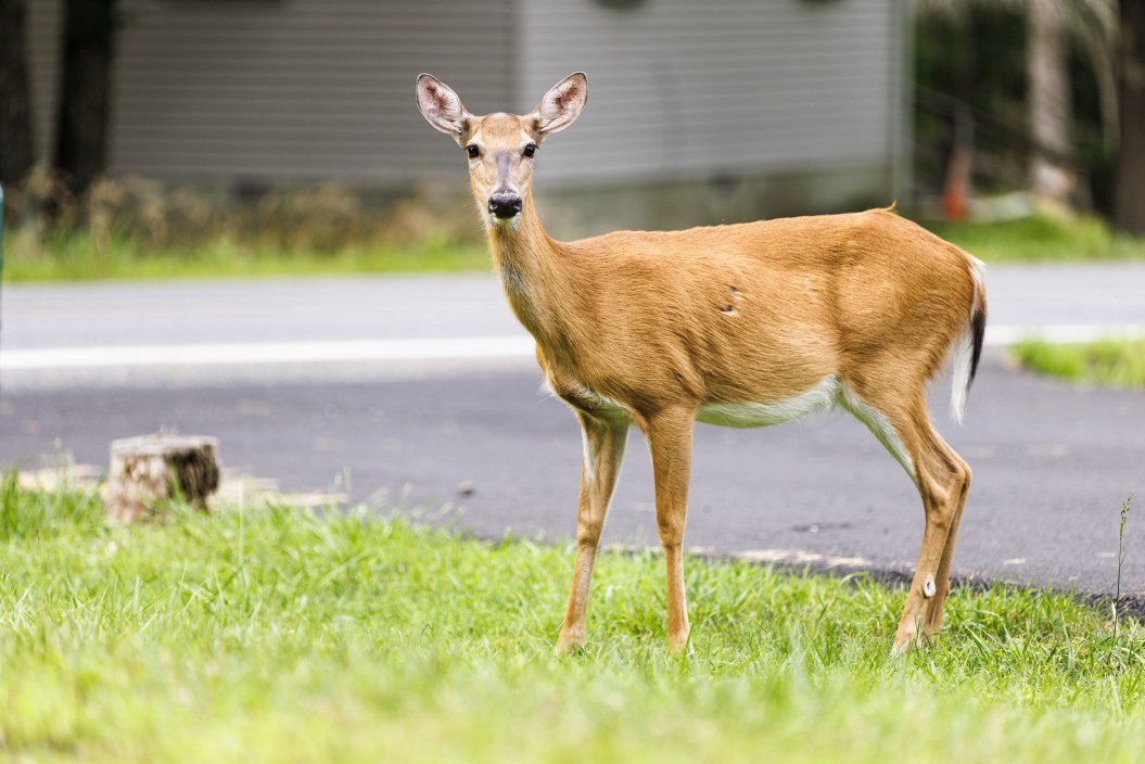 deer in a neighborhood