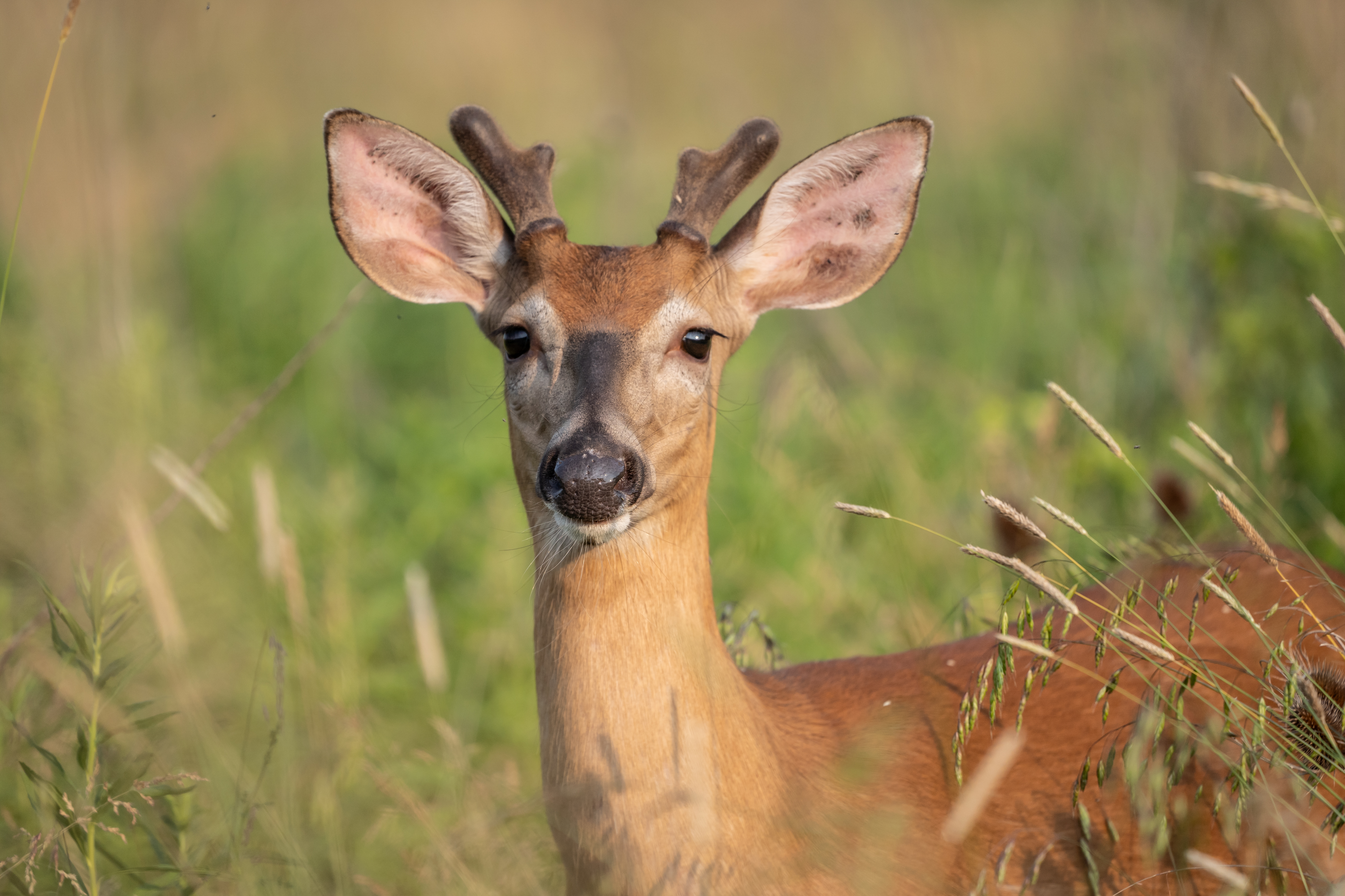 pennsylania white tail buck