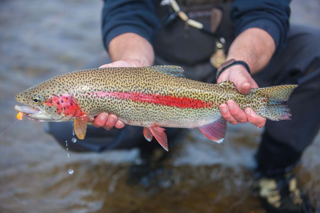 Releasing a Rainbow Trout on Alaska's Kanektok River.