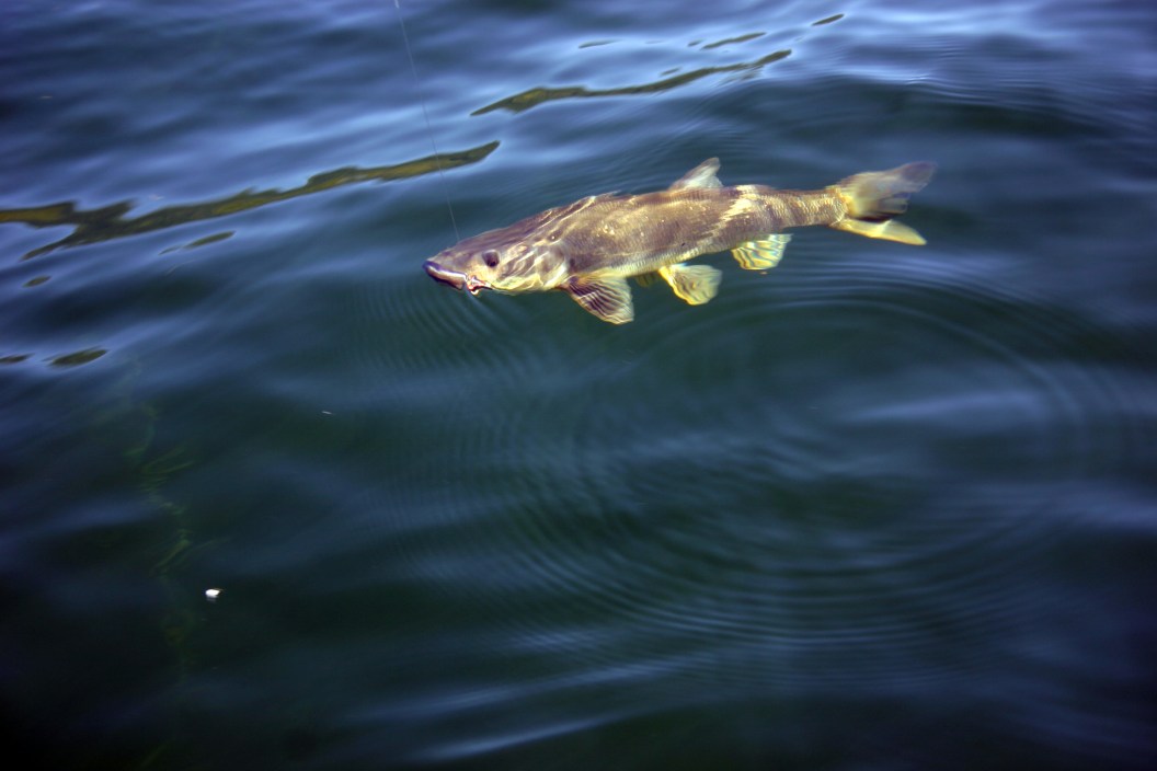 Photo of pike-minnow fish caught on a fishermans line
