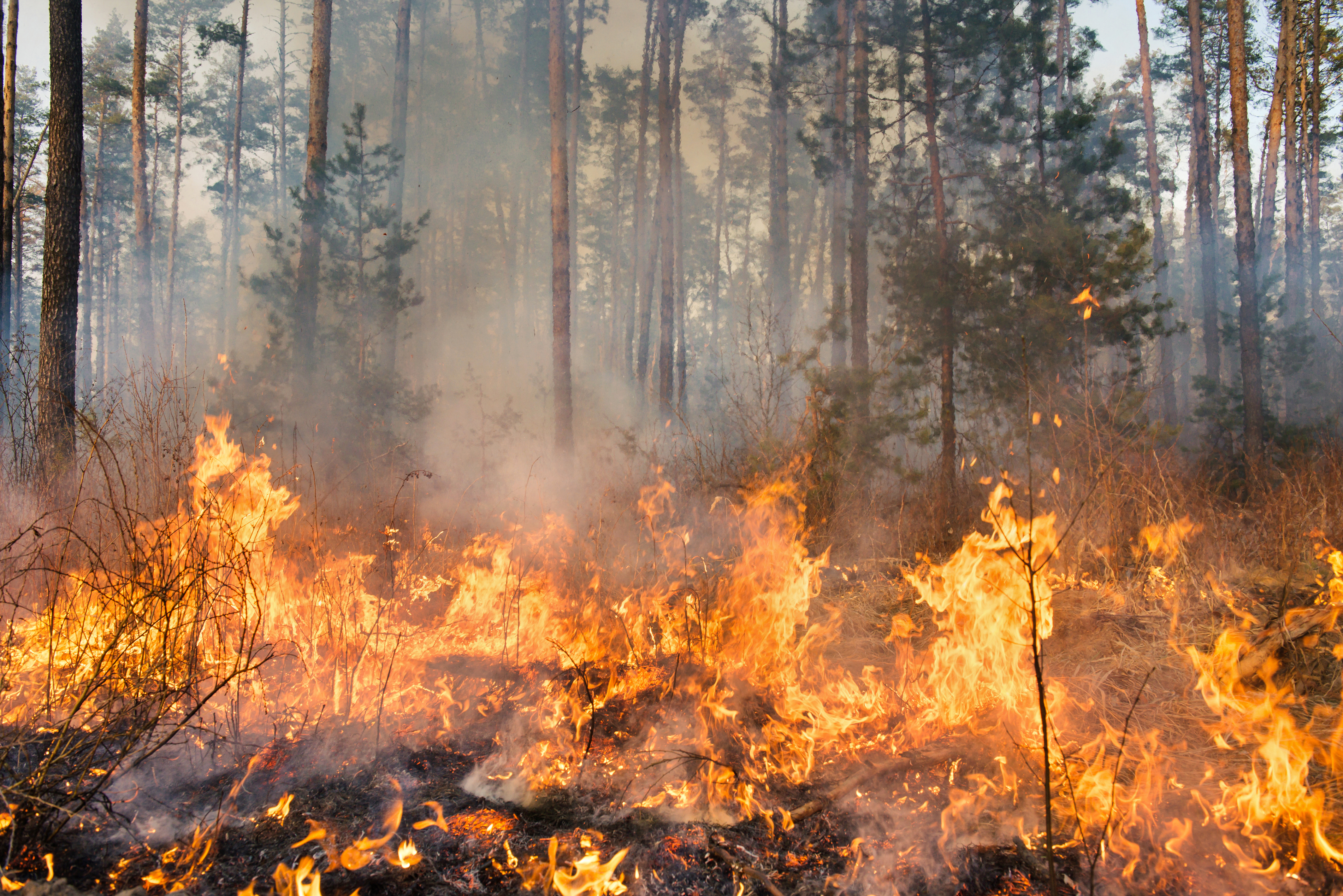 Big forest fire and clouds of dark smoke in pine stands. Flame is starting to damage the trunk. Whole area covered by flame.