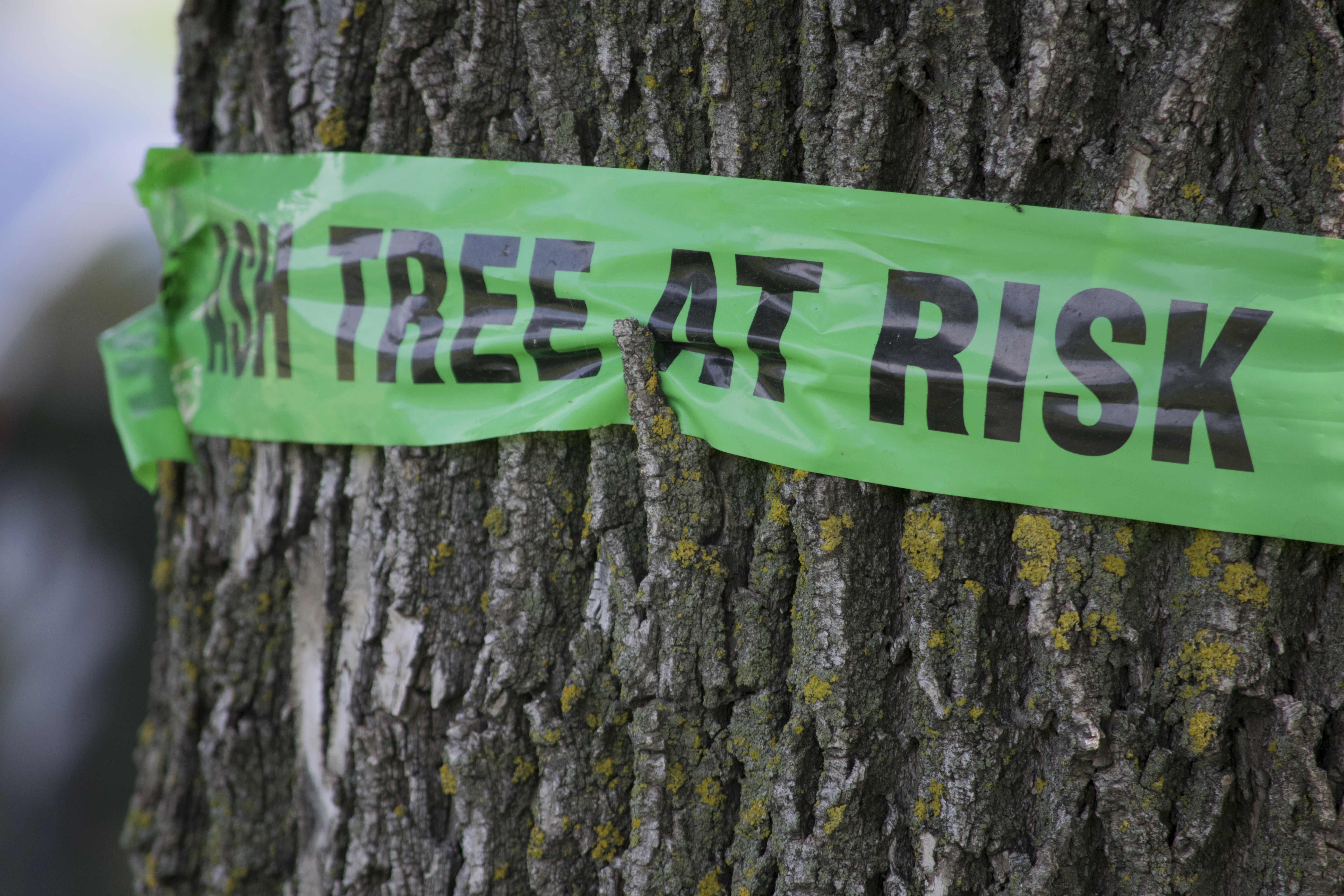 Emerald ash borers are damaging ash trees, putting hunters at risk.