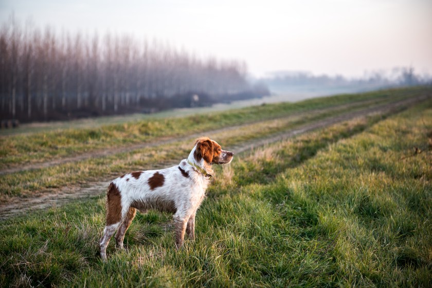A hunting dog helps a tracker.