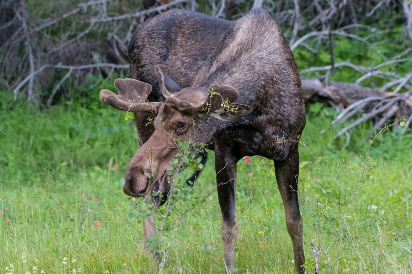 male moose eating