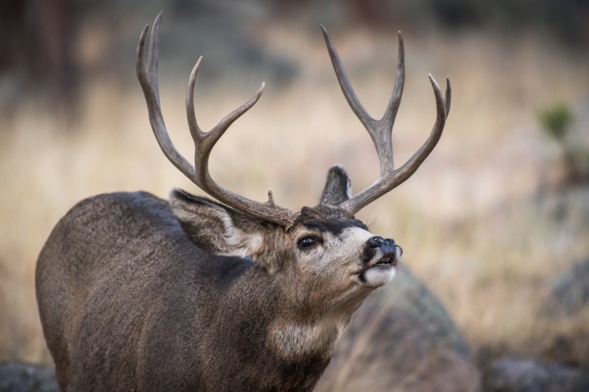 A mule deer buck can smell scents from a long ways away.
