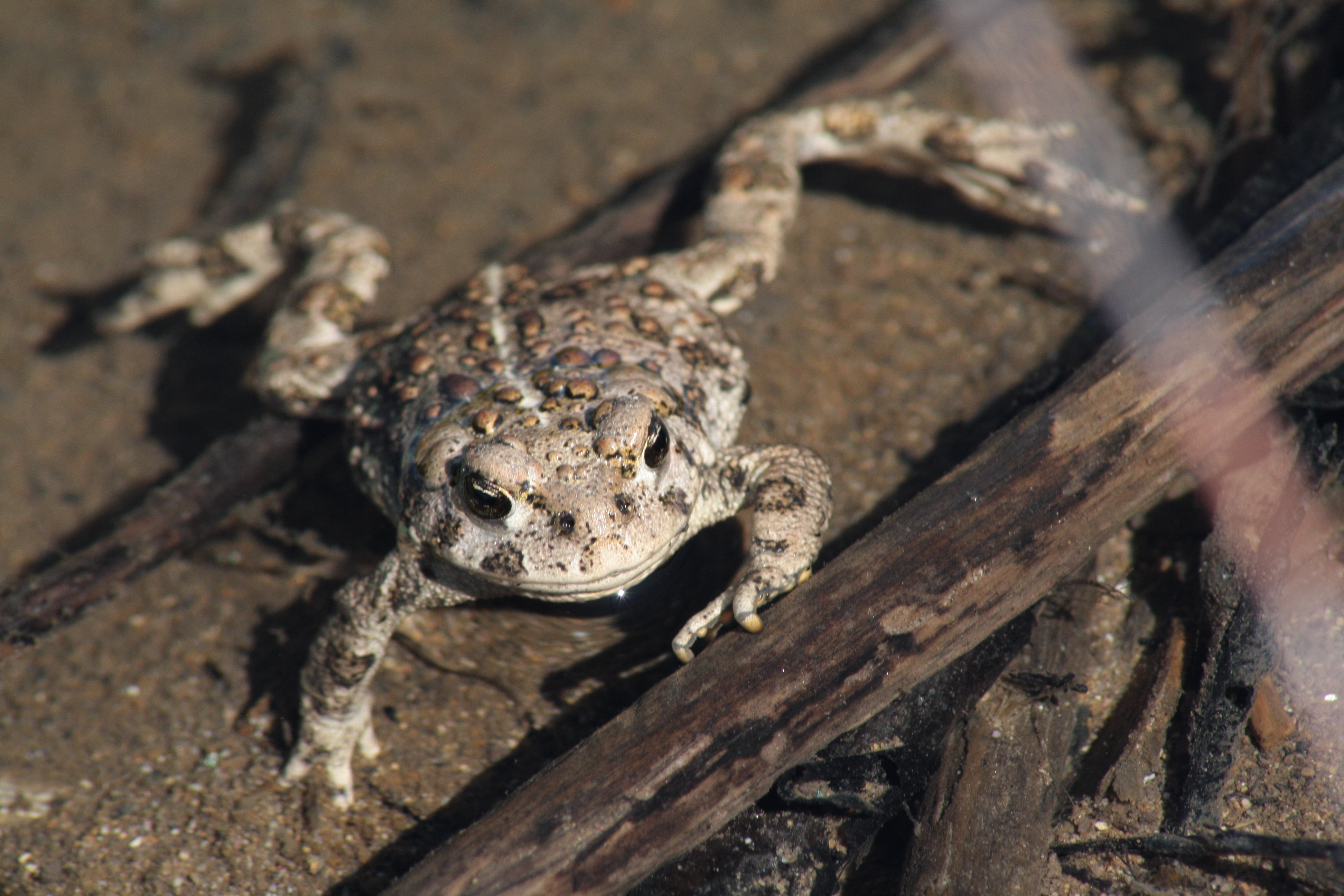 A rare Wyoming toad