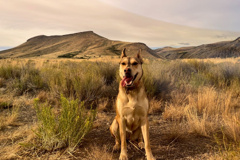 Dog-friendly Curecante Recreation Are