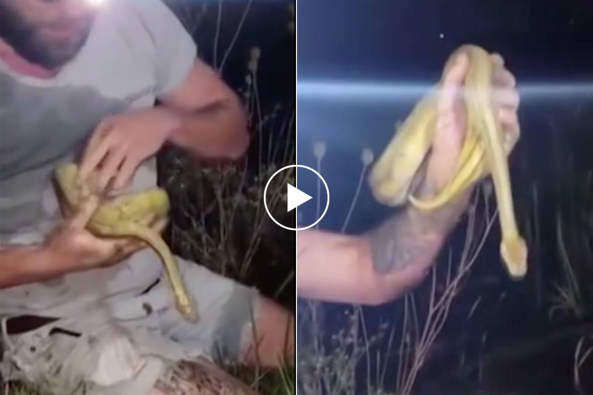 Watch: Angler Pulls 4-Foot Python Out of Wisconsin Fishing Pond - Wide ...