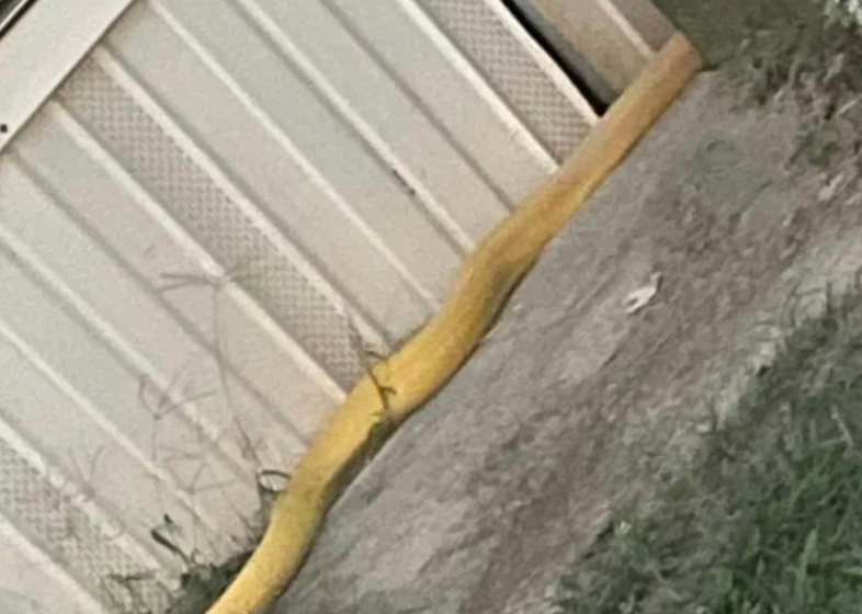Snake near a home in Oklahoma trailer park