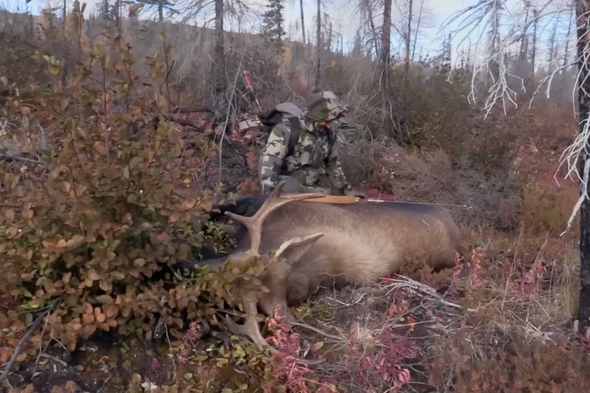 Alone TV Show moose kill