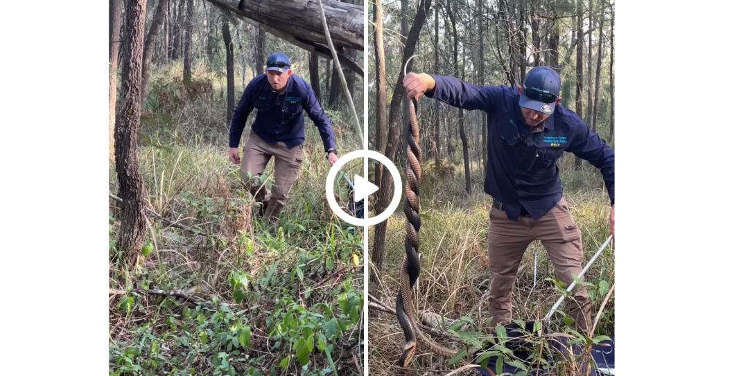 Australian snake catcher approaching snakes, and then with two snakes intertwined