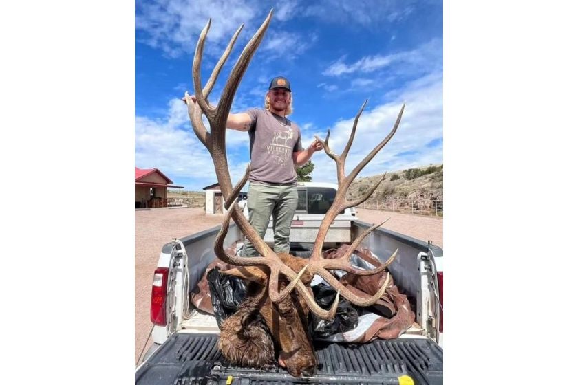 New Mexico bull elk.