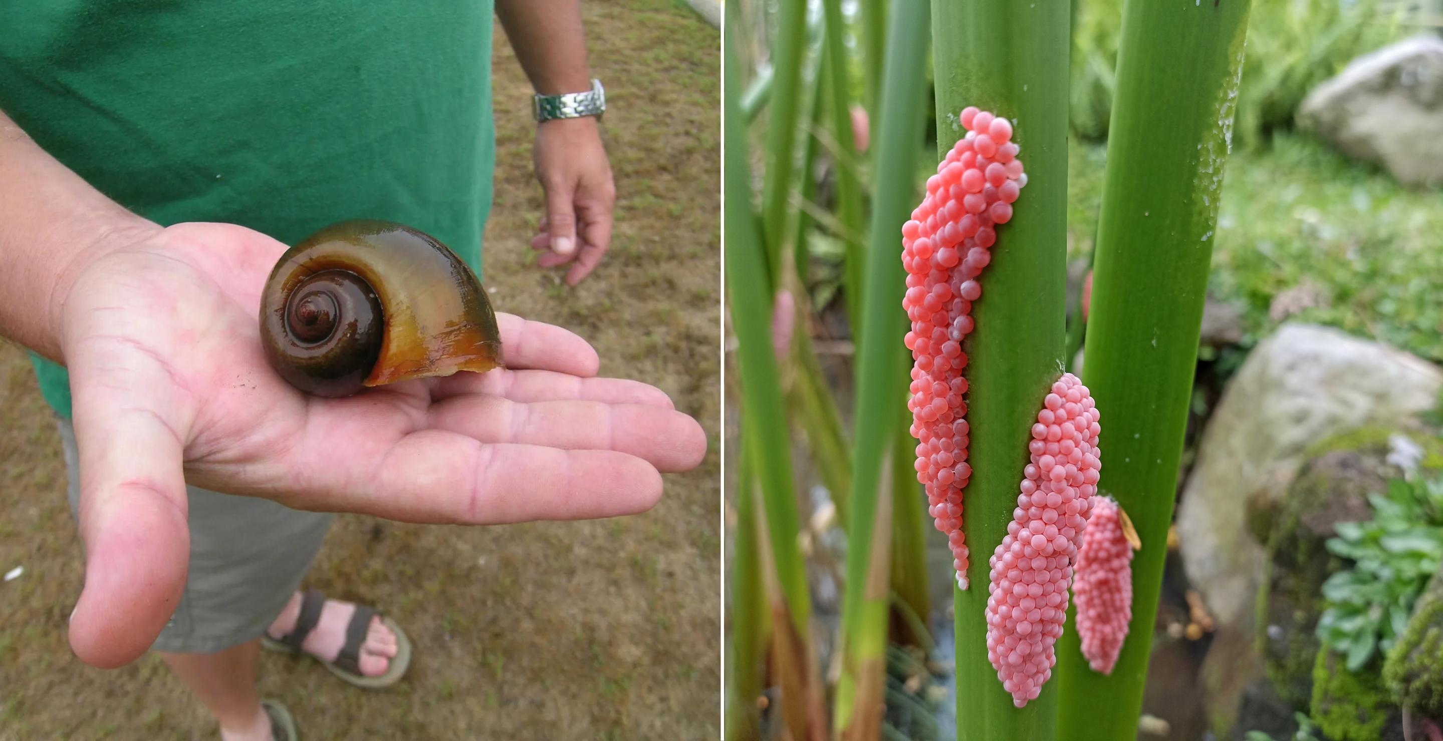 apple snail eggs