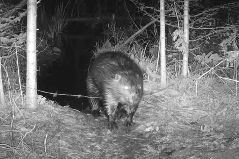 beaver stepping over hair snare