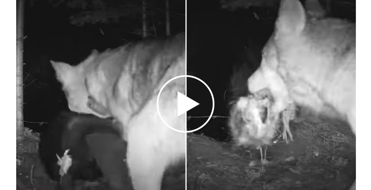 wolf beheads beaver
