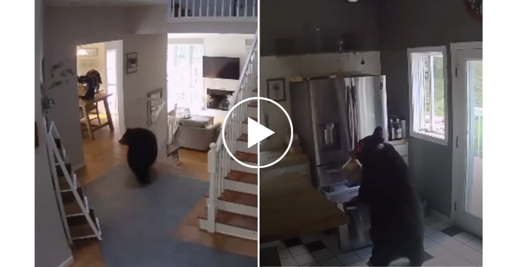 Pennsylvania bear breaks into kitchen and steals lasagna