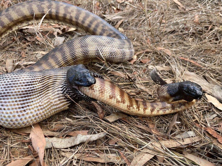 one black-headed python is devouring another from the tail-end