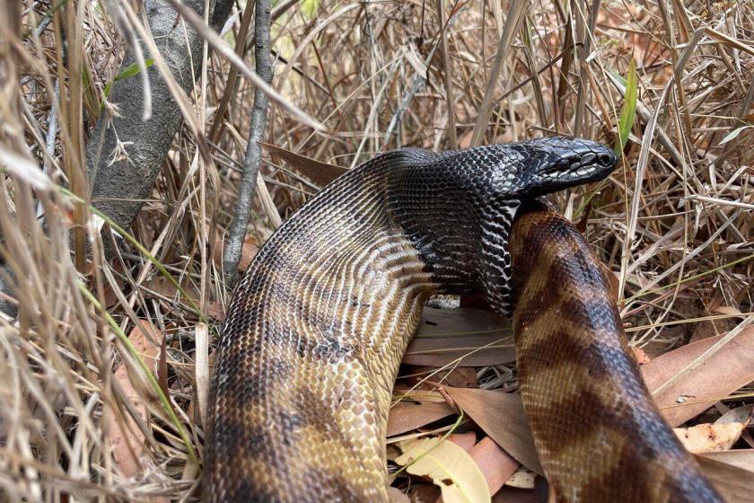 the head of a black-headed python consuming the tail-end of another black-headed python