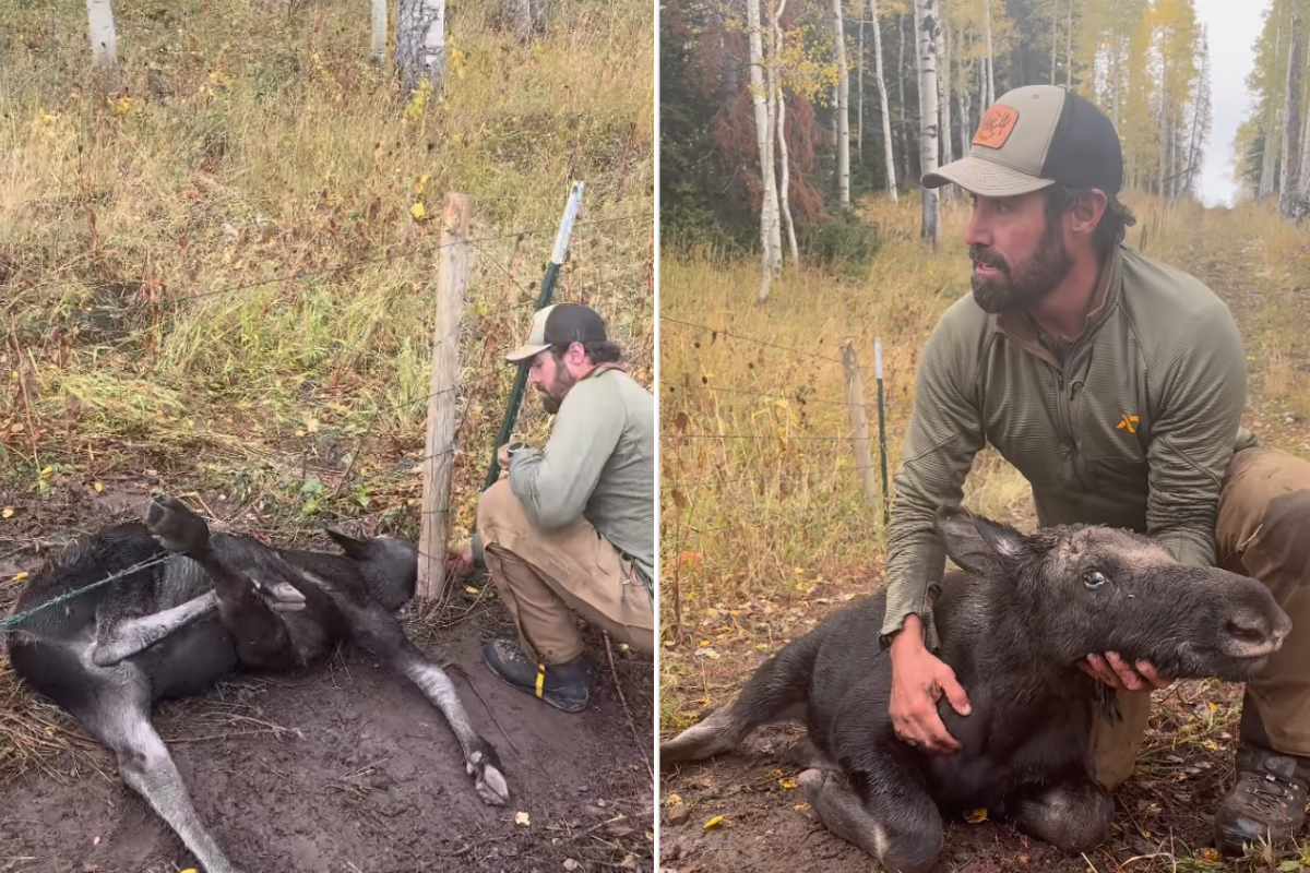 Man saves moose from fence