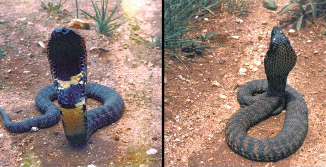 new species of cobra-like snake discovered