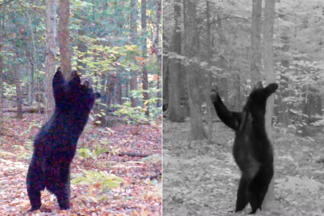 bear scratches back up against a tree