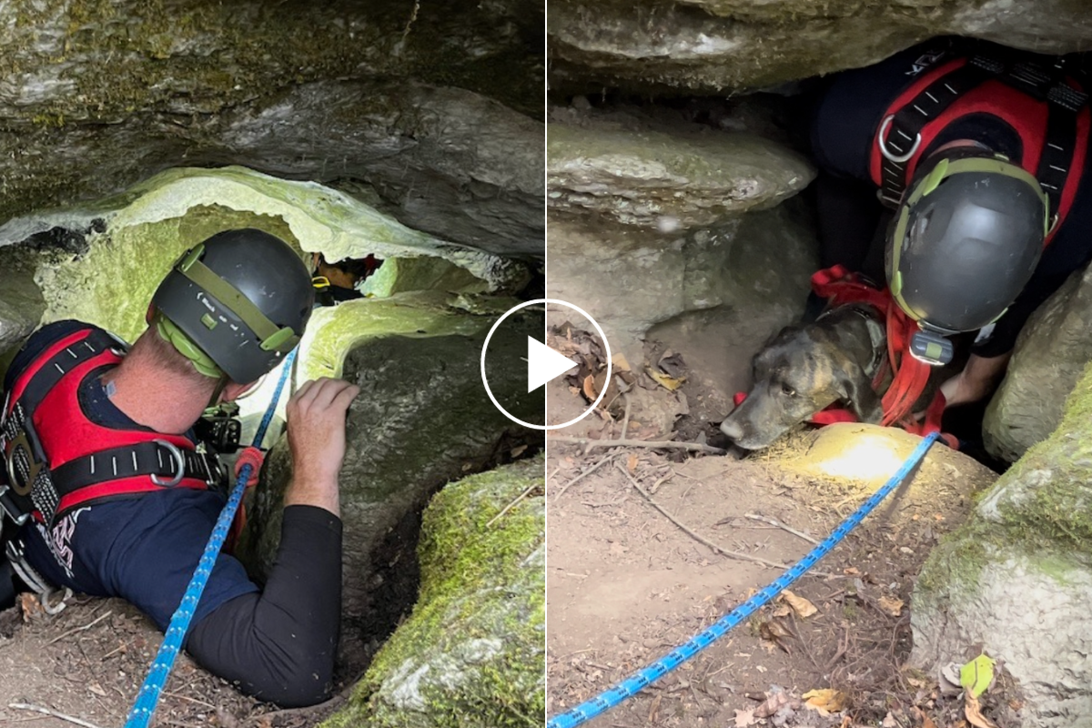 firefighters rescue a dog in a cave.
